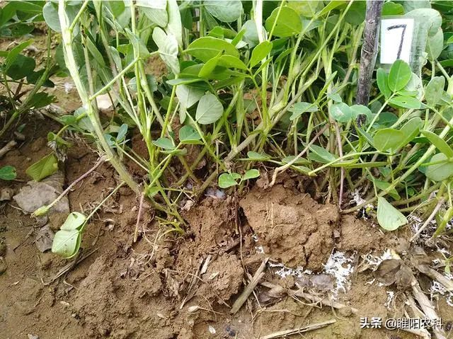 由於花生生長在高溫多雨季節,在花生生長發育過程中,常會發生多種病害